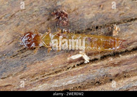 Larva cardinali scarse (Schizotus pectinicornis) sotto la corteccia. Foto Stock