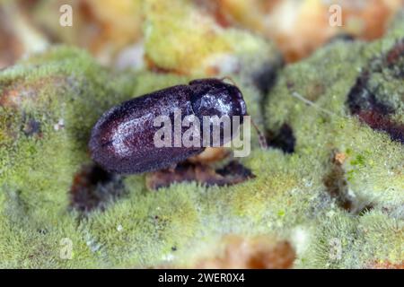 Coleottero boleti CIS all'interno del fungo della staffa. Piccoli scarabei funghi che si estraggono con un fungo a staffa Polyporales Foto Stock