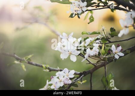 Messa a fuoco selettiva di fiori di mele rosa e bianche con sfondo sfocato e spazio di copia. Moody Vibe. Foto Stock