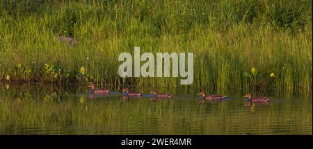 Galline e anatre in una giornata estiva nel Wisconsin settentrionale. Foto Stock