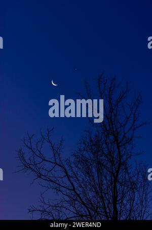 Luna di mezzaluna che sorge in una sera di novembre nel Wisconsin settentrionale. Foto Stock