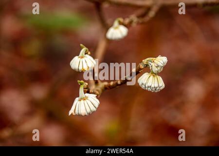 Eccentrico Edgeworthia chrysantha, Oriental Paperbush, mitsumata. Ritratto naturale ravvicinato della pianta in fiore Foto Stock