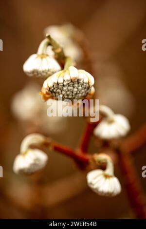 Eccentrico Edgeworthia chrysantha, Oriental Paperbush, mitsumata. Ritratto naturale ravvicinato della pianta in fiore Foto Stock