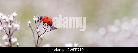 ladybug su un piccolo fiore bianco Gypsofila paniculata, respiro del bambino, gypsofila comune, panicled bambino-respiro su un campo estivo. Foto Stock