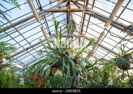Staghorn felce in serra tropicale. Elkhorn felce in vaso appeso sul tetto in vetro in serra Foto Stock