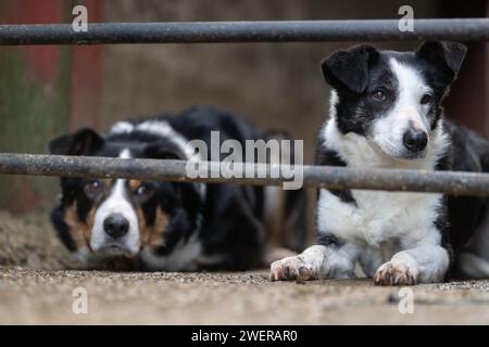 Border Collie Sheepdog in un recinto di pecore, tenendo d'occhio le pecore. North Yorkshire, Regno Unito. Foto Stock