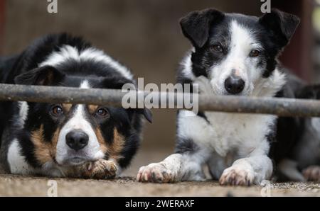 Border Collie Sheepdog in un recinto di pecore, tenendo d'occhio le pecore. North Yorkshire, Regno Unito. Foto Stock