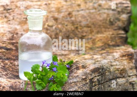 Glechoma hederacea, Nepeta hederacea vicino a una bottiglia di farmacia con una tintura per la produzione di olio essenziale. Concetto cosmetico naturale Foto Stock