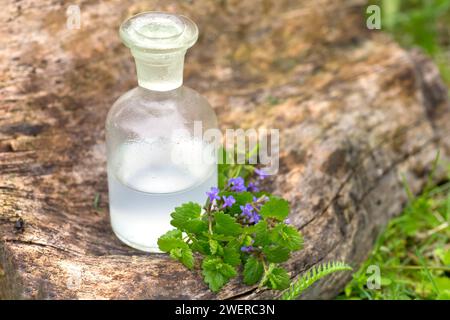 Glechoma hederacea, Nepeta hederacea vicino a una bottiglia di farmacia con una tintura per la produzione di olio essenziale. Concetto cosmetico naturale Foto Stock