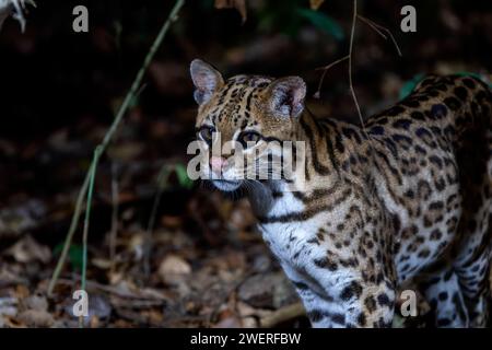 Splendido Ocelot selvatico (Leopardus pardalis) in una foresta brasiliana di notte Foto Stock