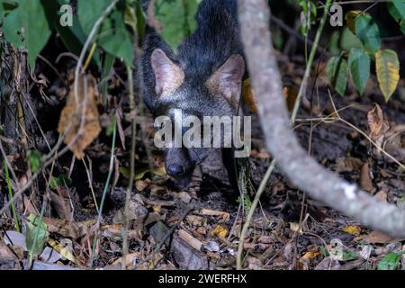 Volpe che mangia granchi (Cerdocyon thous) di notte in Brasile Foto Stock