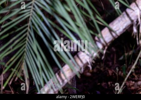 Volpe che mangia granchi (Cerdocyon thous) di notte in Brasile Foto Stock