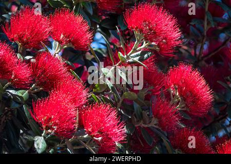 Albero di Pohutukawa in fiore, Palmerston North, Manawatu, Isola del Nord, nuova Zelanda Foto Stock