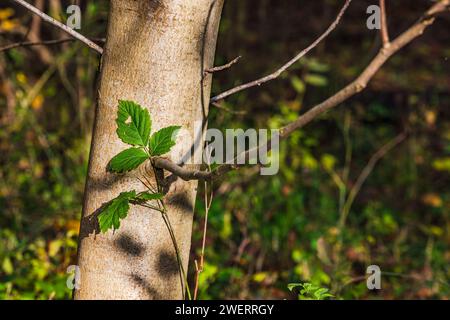 Tre foglie sorprendentemente intrappolate nel tronco di un albero al sole nella foresta Foto Stock