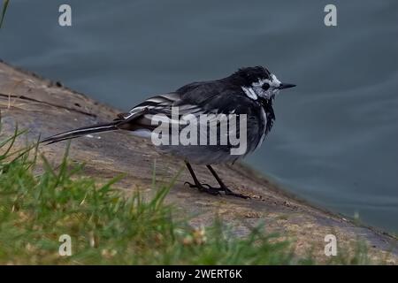 Splendido uccello selvatico bianco e nero Pied Wagtail che si trova sul bordo di uno stagno alla ricerca di insetti volanti. Foto Stock