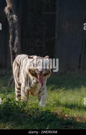 Tigre bianca sorridente con espressione felice e occhi chiusi Foto Stock