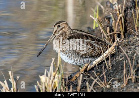 Il Wilson's beccaccino (Gallinago delicata) Foto Stock