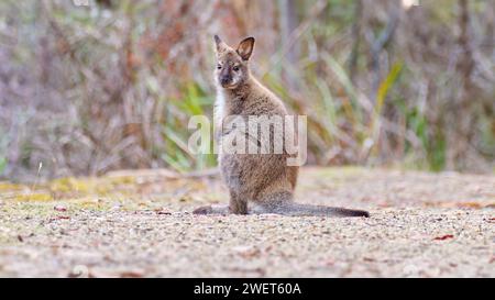 Il giovane wallaby dal collo rosso o il wallaby di Bennett (Notamacropus rufogriseus) seduto su un sentiero di ghiaia guardando la macchina fotografica, Hobart Tasmania, Australia Foto Stock