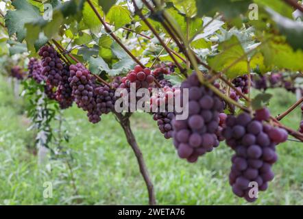 Ponta grossa, Brasile. 26 gennaio 2024. Vendemmia Niágara Rosada in una proprietà rurale a Ponta grossa, Campos Gerais. Nella foto, viti cariche di grappoli d'uva e operai che raccolgono il frutto dai vigneti. Crediti: Dirceu Portugal/FotoArena/Alamy Live News Foto Stock