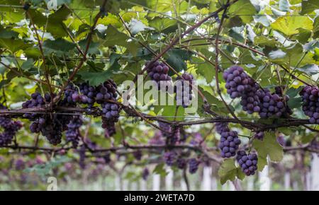Ponta grossa, Brasile. 26 gennaio 2024. Vendemmia Niágara Rosada in una proprietà rurale a Ponta grossa, Campos Gerais. Nella foto, viti cariche di grappoli d'uva e operai che raccolgono il frutto dai vigneti. Crediti: Dirceu Portugal/FotoArena/Alamy Live News Foto Stock