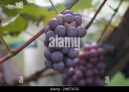 Ponta grossa, Brasile. 26 gennaio 2024. Vendemmia Niágara Rosada in una proprietà rurale a Ponta grossa, Campos Gerais. Nella foto, viti cariche di grappoli d'uva e operai che raccolgono il frutto dai vigneti. Crediti: Dirceu Portugal/FotoArena/Alamy Live News Foto Stock