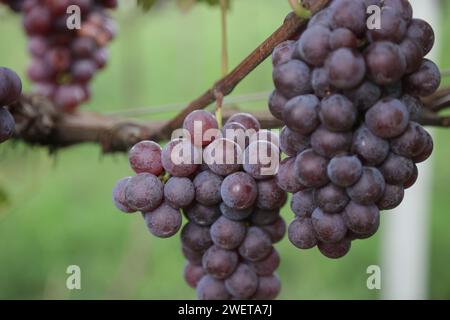 Ponta grossa, Brasile. 26 gennaio 2024. Vendemmia Niágara Rosada in una proprietà rurale a Ponta grossa, Campos Gerais. Nella foto, viti cariche di grappoli d'uva e operai che raccolgono il frutto dai vigneti. Crediti: Dirceu Portugal/FotoArena/Alamy Live News Foto Stock