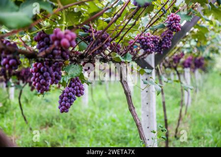 Ponta grossa, Brasile. 26 gennaio 2024. Vendemmia Niágara Rosada in una proprietà rurale a Ponta grossa, Campos Gerais. Nella foto, viti cariche di grappoli d'uva e operai che raccolgono il frutto dai vigneti. Crediti: Dirceu Portugal/FotoArena/Alamy Live News Foto Stock