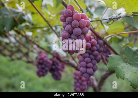 Ponta grossa, Brasile. 26 gennaio 2024. Vendemmia Niágara Rosada in una proprietà rurale a Ponta grossa, Campos Gerais. Nella foto, viti cariche di grappoli d'uva e operai che raccolgono il frutto dai vigneti. Crediti: Dirceu Portugal/FotoArena/Alamy Live News Foto Stock
