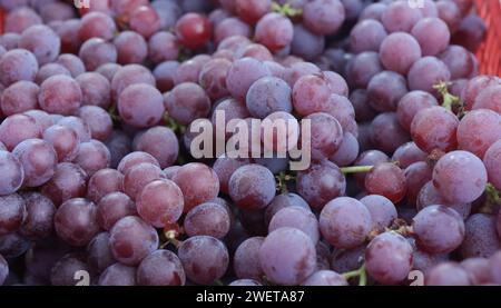Ponta grossa, Brasile. 26 gennaio 2024. Vendemmia Niágara Rosada in una proprietà rurale a Ponta grossa, Campos Gerais. Nella foto, viti cariche di grappoli d'uva e operai che raccolgono il frutto dai vigneti. Crediti: Dirceu Portugal/FotoArena/Alamy Live News Foto Stock