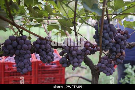 Ponta grossa, Brasile. 26 gennaio 2024. Vendemmia Niágara Rosada in una proprietà rurale a Ponta grossa, Campos Gerais. Nella foto, viti cariche di grappoli d'uva e operai che raccolgono il frutto dai vigneti. Crediti: Dirceu Portugal/FotoArena/Alamy Live News Foto Stock