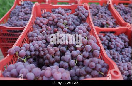 Ponta grossa, Brasile. 26 gennaio 2024. Vendemmia Niágara Rosada in una proprietà rurale a Ponta grossa, Campos Gerais. Nella foto, viti cariche di grappoli d'uva e operai che raccolgono il frutto dai vigneti. Crediti: Dirceu Portugal/FotoArena/Alamy Live News Foto Stock