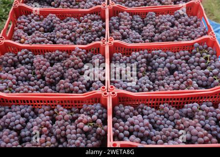 Ponta grossa, Brasile. 26 gennaio 2024. Vendemmia Niágara Rosada in una proprietà rurale a Ponta grossa, Campos Gerais. Nella foto, viti cariche di grappoli d'uva e operai che raccolgono il frutto dai vigneti. Crediti: Dirceu Portugal/FotoArena/Alamy Live News Foto Stock
