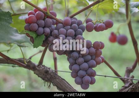 Ponta grossa, Brasile. 26 gennaio 2024. Vendemmia Niágara Rosada in una proprietà rurale a Ponta grossa, Campos Gerais. Nella foto, viti cariche di grappoli d'uva e operai che raccolgono il frutto dai vigneti. Crediti: Dirceu Portugal/FotoArena/Alamy Live News Foto Stock