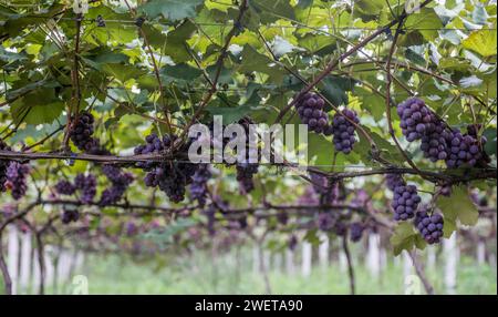 Ponta grossa, Brasile. 26 gennaio 2024. Vendemmia Niágara Rosada in una proprietà rurale a Ponta grossa, Campos Gerais. Nella foto, viti cariche di grappoli d'uva e operai che raccolgono il frutto dai vigneti. Crediti: Dirceu Portugal/FotoArena/Alamy Live News Foto Stock