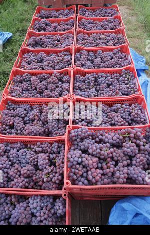 Ponta grossa, Brasile. 26 gennaio 2024. Vendemmia Niágara Rosada in una proprietà rurale a Ponta grossa, Campos Gerais. Nella foto, viti cariche di grappoli d'uva e operai che raccolgono il frutto dai vigneti. Crediti: Dirceu Portugal/FotoArena/Alamy Live News Foto Stock