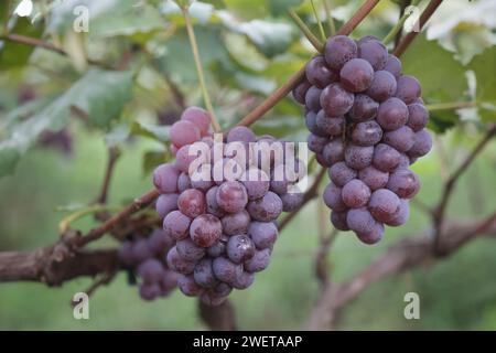 Ponta grossa, Brasile. 26 gennaio 2024. Vendemmia Niágara Rosada in una proprietà rurale a Ponta grossa, Campos Gerais. Nella foto, viti cariche di grappoli d'uva e operai che raccolgono il frutto dai vigneti. Crediti: Dirceu Portugal/FotoArena/Alamy Live News Foto Stock