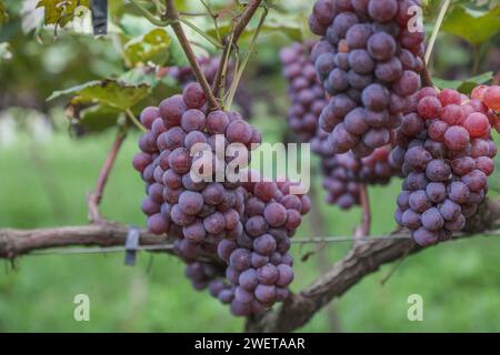 Ponta grossa, Brasile. 26 gennaio 2024. Vendemmia Niágara Rosada in una proprietà rurale a Ponta grossa, Campos Gerais. Nella foto, viti cariche di grappoli d'uva e operai che raccolgono il frutto dai vigneti. Crediti: Dirceu Portugal/FotoArena/Alamy Live News Foto Stock