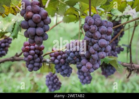 Ponta grossa, Brasile. 26 gennaio 2024. Vendemmia Niágara Rosada in una proprietà rurale a Ponta grossa, Campos Gerais. Nella foto, viti cariche di grappoli d'uva e operai che raccolgono il frutto dai vigneti. Crediti: Dirceu Portugal/FotoArena/Alamy Live News Foto Stock