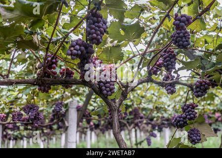 Ponta grossa, Brasile. 26 gennaio 2024. Vendemmia Niágara Rosada in una proprietà rurale a Ponta grossa, Campos Gerais. Nella foto, viti cariche di grappoli d'uva e operai che raccolgono il frutto dai vigneti. Crediti: Dirceu Portugal/FotoArena/Alamy Live News Foto Stock