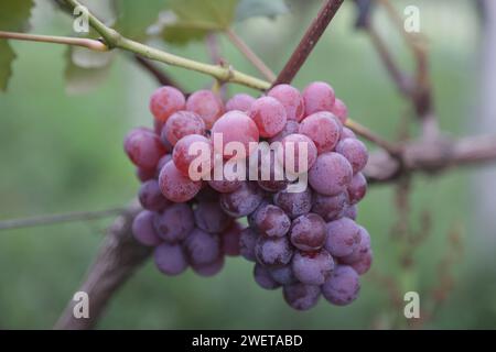 Ponta grossa, Brasile. 26 gennaio 2024. Vendemmia Niágara Rosada in una proprietà rurale a Ponta grossa, Campos Gerais. Nella foto, viti cariche di grappoli d'uva e operai che raccolgono il frutto dai vigneti. Crediti: Dirceu Portugal/FotoArena/Alamy Live News Foto Stock