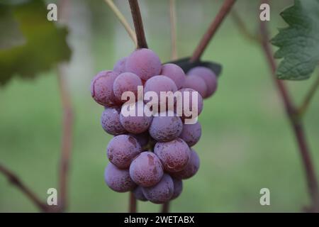 Ponta grossa, Brasile. 26 gennaio 2024. Vendemmia Niágara Rosada in una proprietà rurale a Ponta grossa, Campos Gerais. Nella foto, viti cariche di grappoli d'uva e operai che raccolgono il frutto dai vigneti. Crediti: Dirceu Portugal/FotoArena/Alamy Live News Foto Stock