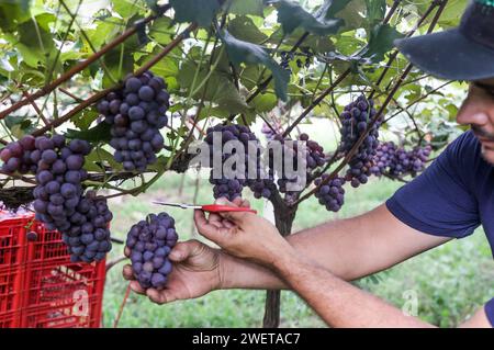 Ponta grossa, Brasile. 26 gennaio 2024. Vendemmia Niágara Rosada in una proprietà rurale a Ponta grossa, Campos Gerais. Nella foto, viti cariche di grappoli d'uva e operai che raccolgono il frutto dai vigneti. Crediti: Dirceu Portugal/FotoArena/Alamy Live News Foto Stock