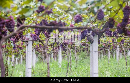 Ponta grossa, Brasile. 26 gennaio 2024. Vendemmia Niágara Rosada in una proprietà rurale a Ponta grossa, Campos Gerais. Nella foto, viti cariche di grappoli d'uva e operai che raccolgono il frutto dai vigneti. Crediti: Dirceu Portugal/FotoArena/Alamy Live News Foto Stock