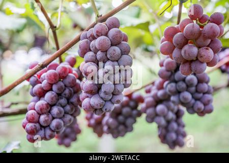 Ponta grossa, Brasile. 26 gennaio 2024. Vendemmia Niágara Rosada in una proprietà rurale a Ponta grossa, Campos Gerais. Nella foto, viti cariche di grappoli d'uva e operai che raccolgono il frutto dai vigneti. Crediti: Dirceu Portugal/FotoArena/Alamy Live News Foto Stock