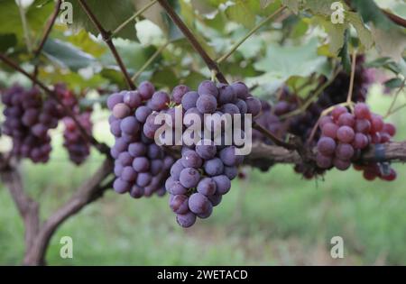 Ponta grossa, Brasile. 26 gennaio 2024. Vendemmia Niágara Rosada in una proprietà rurale a Ponta grossa, Campos Gerais. Nella foto, viti cariche di grappoli d'uva e operai che raccolgono il frutto dai vigneti. Crediti: Dirceu Portugal/FotoArena/Alamy Live News Foto Stock