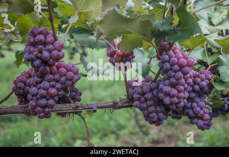 Ponta grossa, Brasile. 26 gennaio 2024. Vendemmia Niágara Rosada in una proprietà rurale a Ponta grossa, Campos Gerais. Nella foto, viti cariche di grappoli d'uva e operai che raccolgono il frutto dai vigneti. Crediti: Dirceu Portugal/FotoArena/Alamy Live News Foto Stock