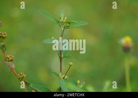 Sida rhombifolia (canapa indiana) sullo sfondo della natura. Usare anche come erboristeria. Foto Stock