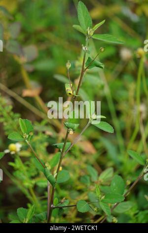 Sida rhombifolia (canapa indiana) sullo sfondo della natura. Usare anche come erboristeria. Foto Stock