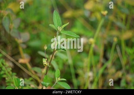 Sida rhombifolia (canapa indiana) sullo sfondo della natura. Usare anche come erboristeria. Foto Stock