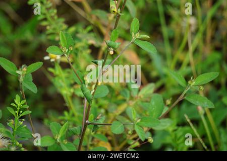 Sida rhombifolia (canapa indiana) sullo sfondo della natura. Usare anche come erboristeria. Foto Stock